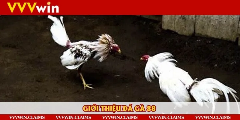 Giới thiệu đôi nét về nền tảng đá gà 88 