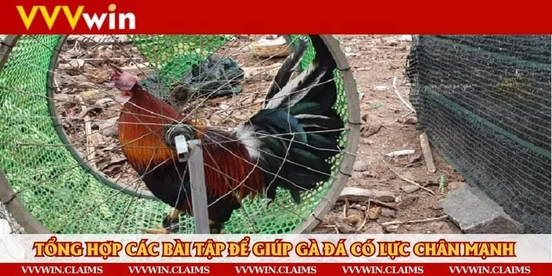 Luyện tập thường xuyên chính là bí quyết để tăng lực đá cho gà